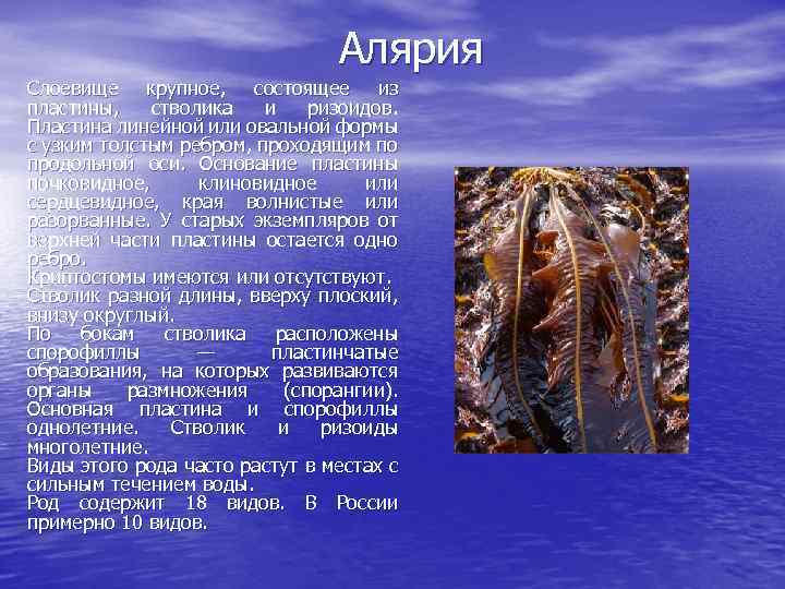 Алярия Слоевище крупное, состоящее из пластины, стволика и ризоидов. Пластина линейной или овальной формы