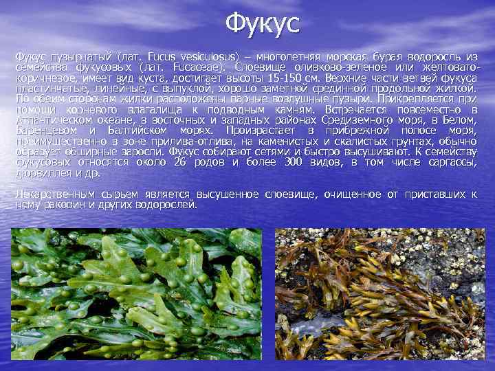 Фукус пузырчатый (лат. Fucus vesiculosus) – многолетняя морская бурая водоросль из семейства фукусовых (лат.