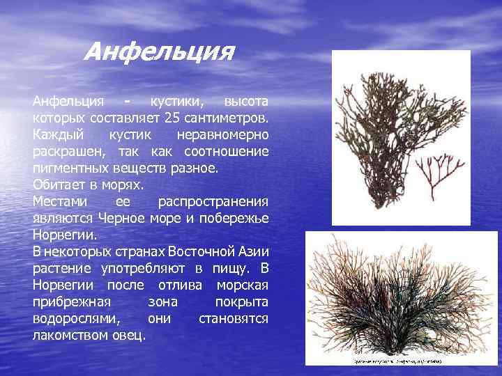 Анфельция - кустики, высота которых составляет 25 сантиметров. Каждый кустик неравномерно раскрашен, так как