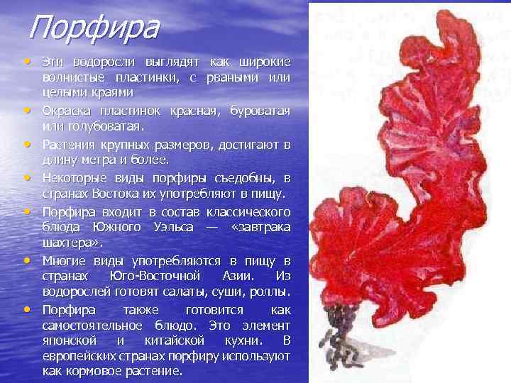 Порфира • Эти водоросли выглядят как широкие • • • волнистые пластинки, с рваными