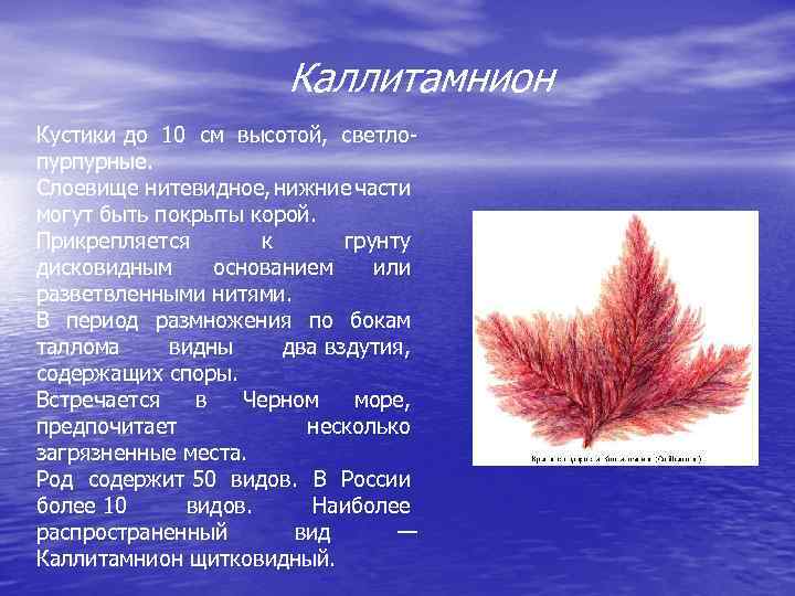 Каллитамнион Кустики до 10 см высотой, светлопурпурные. Слоевище нитевидное, нижние части могут быть покрыты