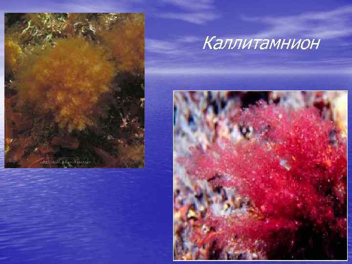 Каллитамнион 