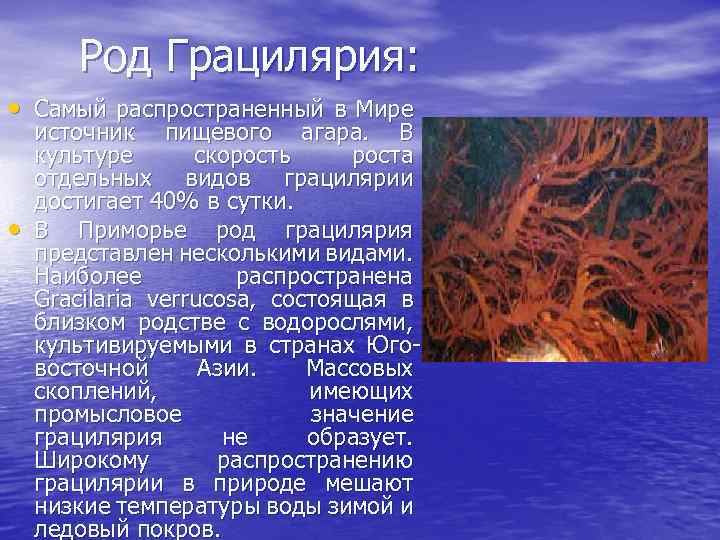 Род Грацилярия: • Самый распространенный в Мире • источник пищевого агара. В культуре скорость