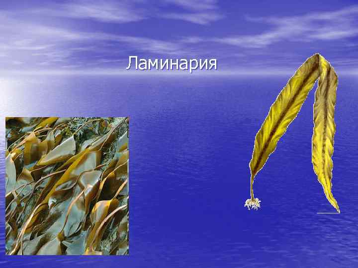 Ламинария 