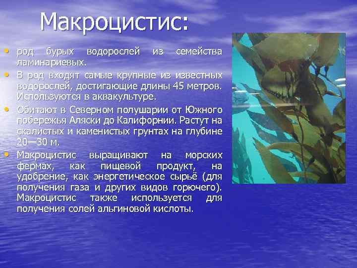 Макроцистис: • род бурых водорослей из семейства • • • ламинариевых. В род входят