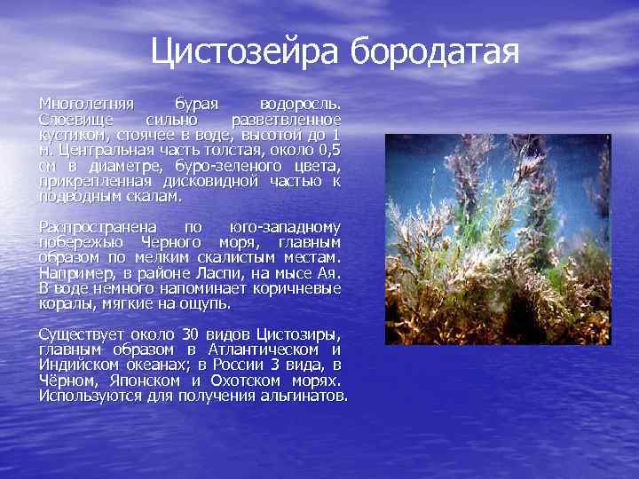 Цистозейра бородатая Многолетняя бурая водоросль. Слоевище сильно разветвленное кустиком, стоячее в воде, высотой до