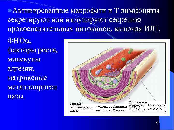 l. Активированные макрофаги и Т лимфоциты секретируют или индуцируют секрецию провоспалительных цитокинов, включая ИЛ