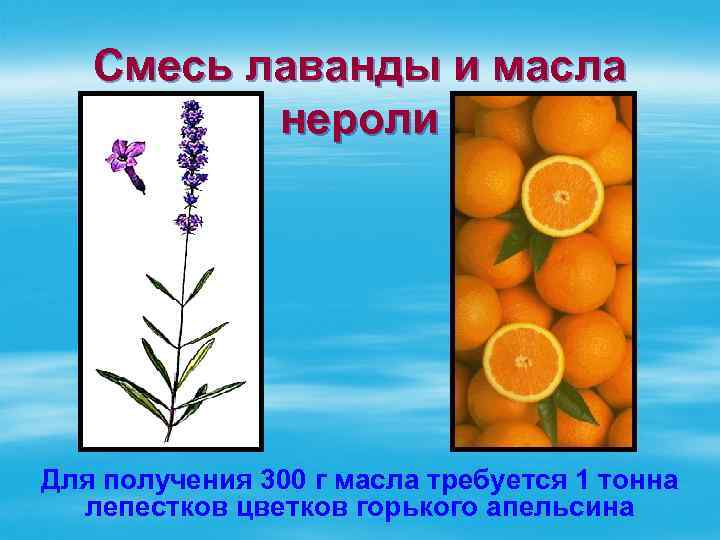 Смесь лаванды и масла нероли Для получения 300 г масла требуется 1 тонна лепестков