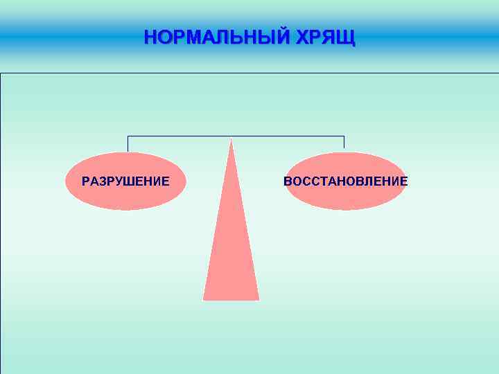 НОРМАЛЬНЫЙ ХРЯЩ РАЗРУШЕНИЕ ВОССТАНОВЛЕНИЕ 
