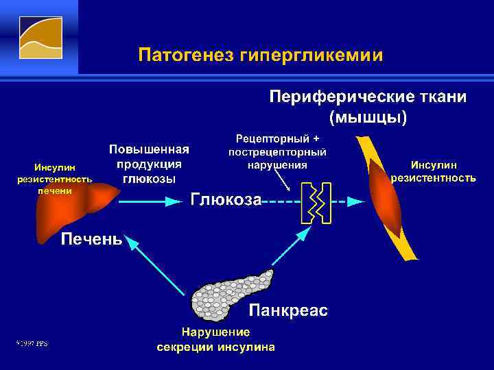 Инсулин резистентность печени 