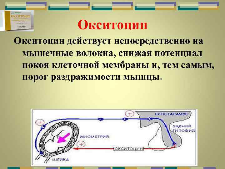 Окситоцин действует непосредственно на мышечные волокна, снижая потенциал покоя клеточной мембраны и, тем самым,
