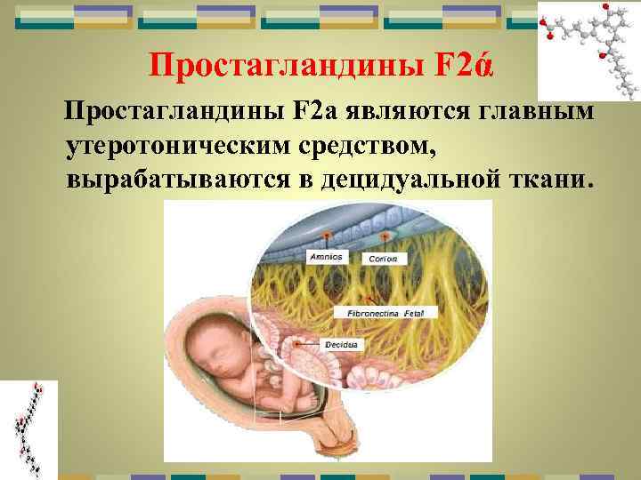 Простагландины F 2ά Простагландины F 2 a являются главным утеротоническим средством, вырабатываются в децидуальной