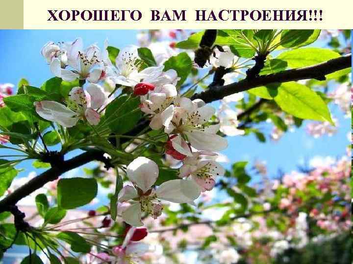 ХОРОШЕГО ВАМ НАСТРОЕНИЯ!!! 