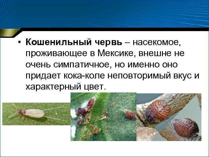  • Кошенильный червь – насекомое, проживающее в Мексике, внешне не очень симпатичное, но