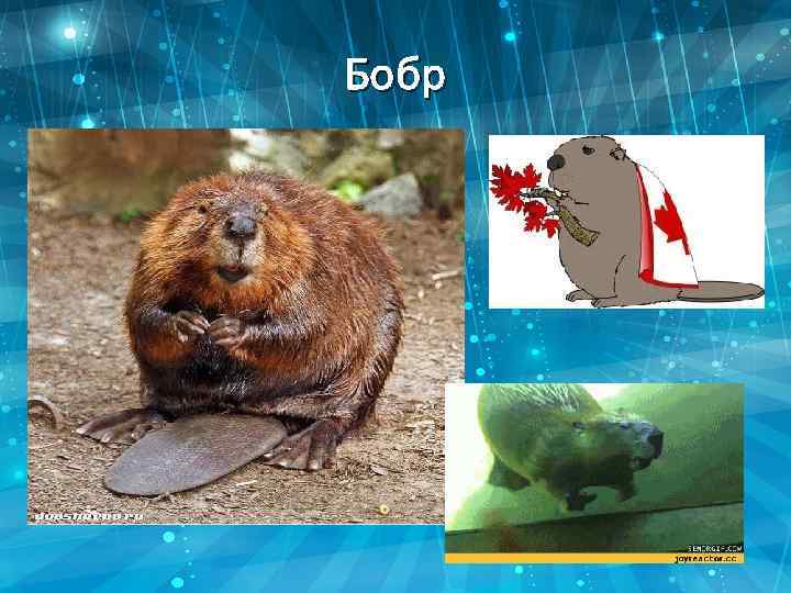 Бобр 