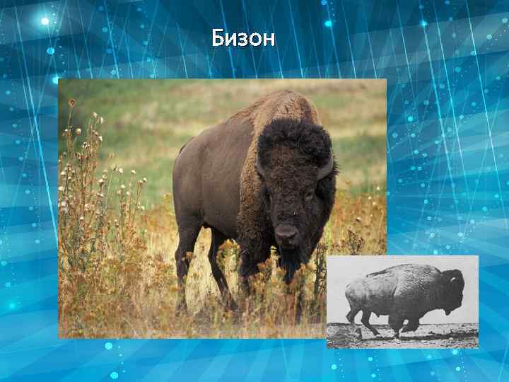 Бизон 