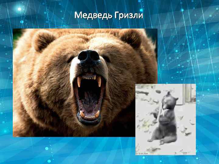 Медведь Гризли 