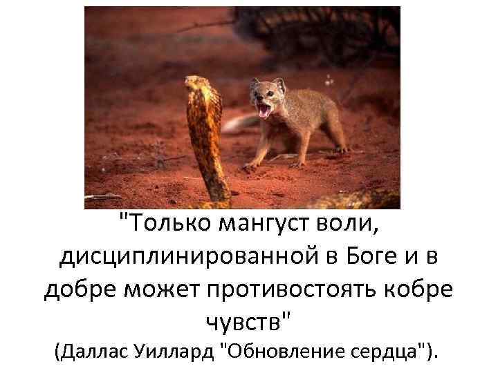 "Только мангуст воли, дисциплинированной в Боге и в добре может противостоять кобре чувств" (Даллас
