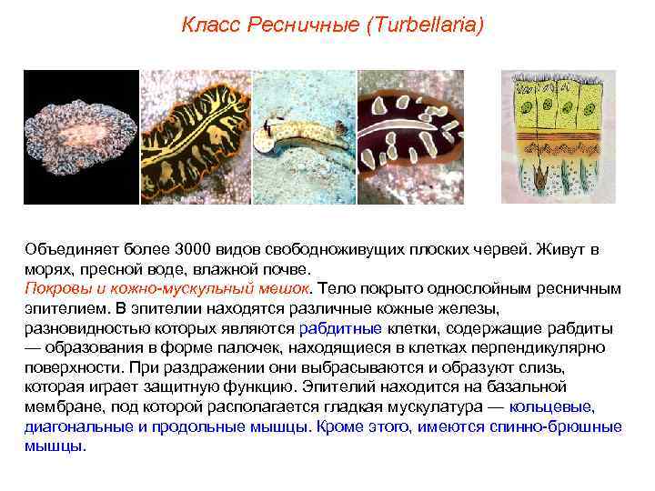 Класс Ресничные (Turbellaria) Объединяет более 3000 видов свободноживущих плоских червей. Живут в морях, пресной