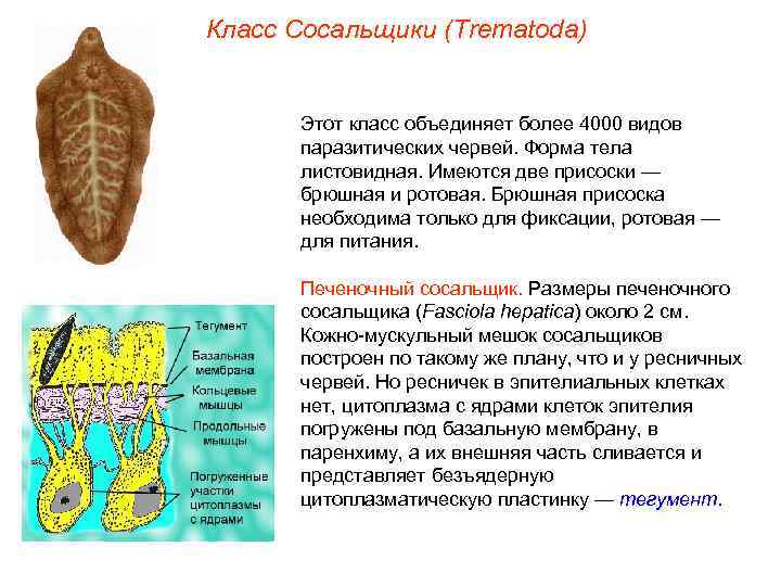 Класс Сосальщики (Trematoda) Этот класс объединяет более 4000 видов паразитических червей. Форма тела листовидная.
