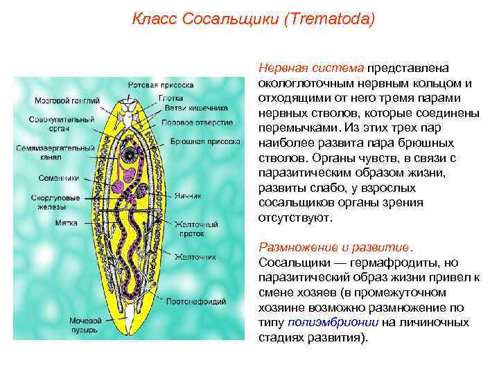 Класс Сосальщики (Trematoda) Нервная система представлена окологлоточным нервным кольцом и отходящими от него тремя