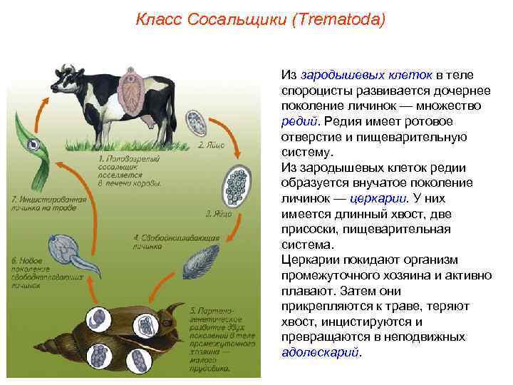 Класс Сосальщики (Trematoda) Из зародышевых клеток в теле спороцисты развивается дочернее поколение личинок —