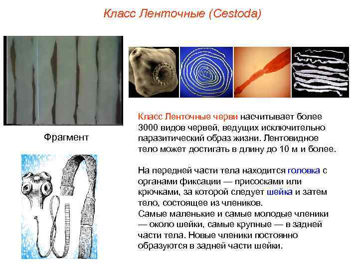 Класс Ленточные (Cestoda) Фрагмент Класс Ленточные черви насчитывает более 3000 видов червей, ведущих исключительно