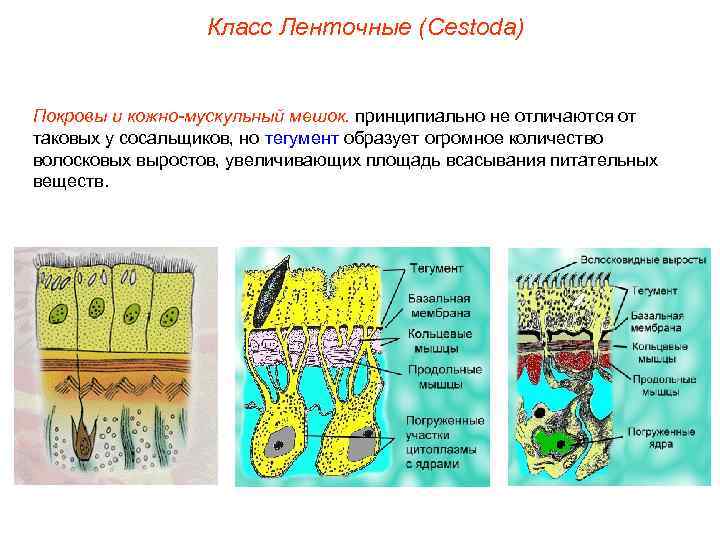 Класс Ленточные (Cestoda) Покровы и кожно-мускульный мешок. принципиально не отличаются от таковых у сосальщиков,