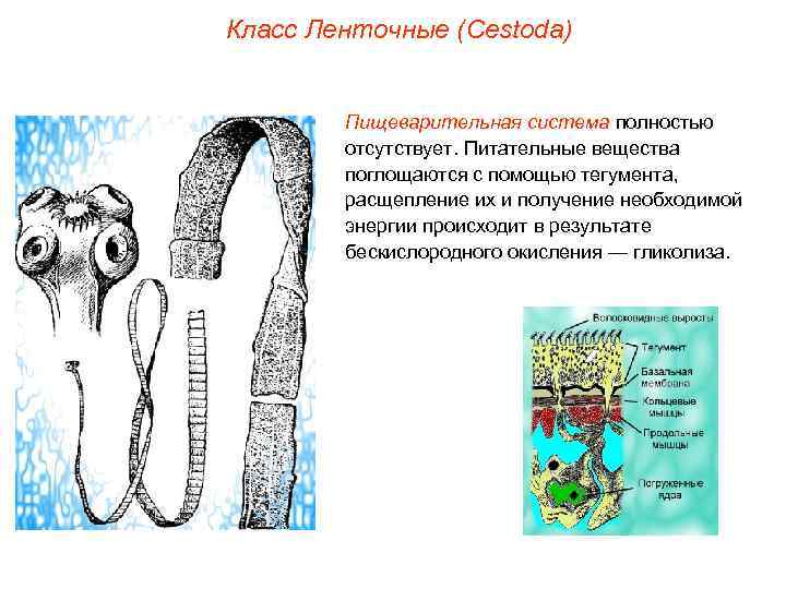 Класс Ленточные (Cestoda) Пищеварительная система полностью отсутствует. Питательные вещества поглощаются с помощью тегумента, расщепление