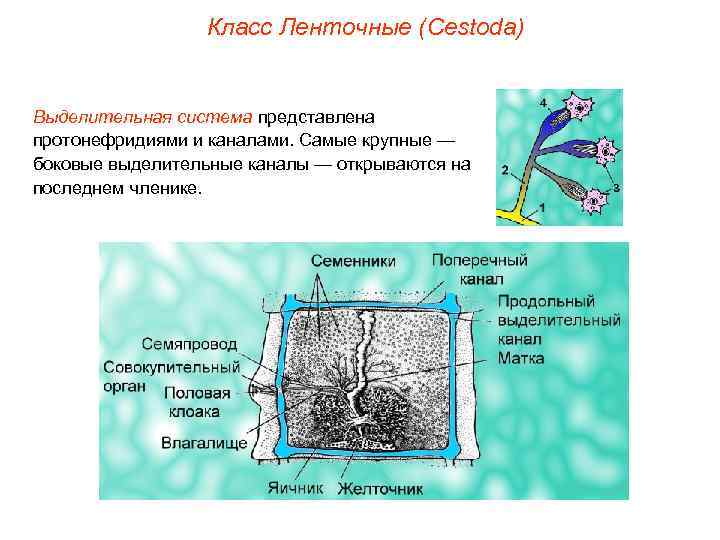 Класс Ленточные (Cestoda) Выделительная система представлена протонефридиями и каналами. Самые крупные — боковые выделительные