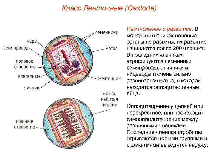 Класс Ленточные (Cestoda) Размножение и развитие. В молодых члениках половые органы не развиты, их