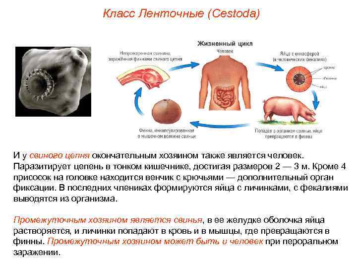 Класс Ленточные (Cestoda) И у свиного цепня окончательным хозяином также является человек. Паразитирует цепень