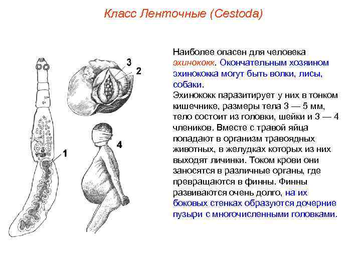 Класс Ленточные (Cestoda) Наиболее опасен для человека эхинококк. Окончательным хозяином эхинококка могут быть волки,
