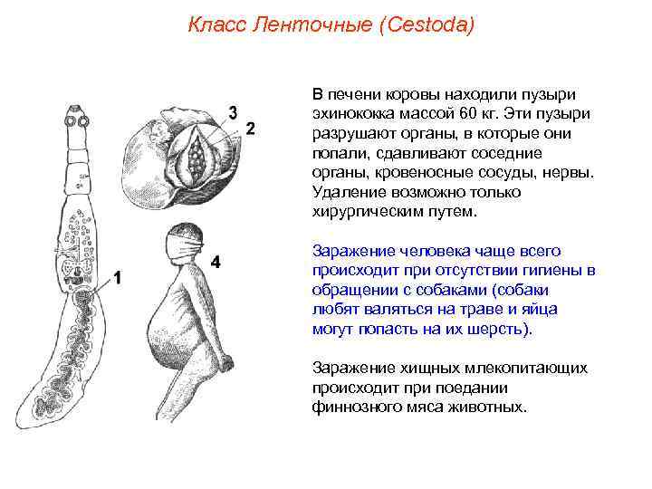 Класс Ленточные (Cestoda) В печени коровы находили пузыри эхинококка массой 60 кг. Эти пузыри