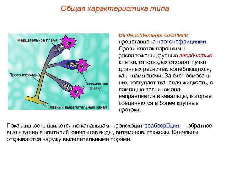 Общая характеристика типа Выделительная система представлена протонефридиями. Среди клеток паренхимы расположены крупные звездчатые клетки,
