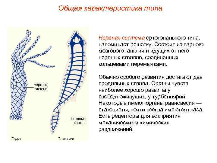 Общая характеристика типа Нервная система ортогонального типа, напоминает решетку. Состоит из парного мозгового ганглия