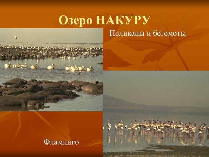 Озеро НАКУРУ Пеликаны и бегемоты Фламинго 