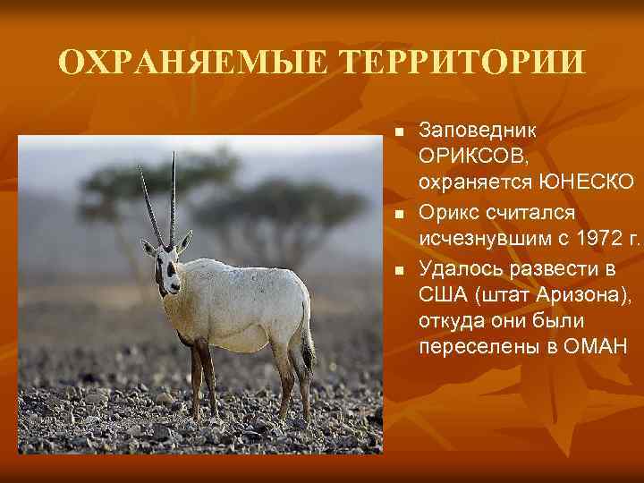 ОХРАНЯЕМЫЕ ТЕРРИТОРИИ n n n Заповедник ОРИКСОВ, охраняется ЮНЕСКО Орикс считался исчезнувшим с 1972
