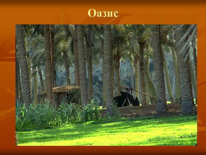 Оазис 