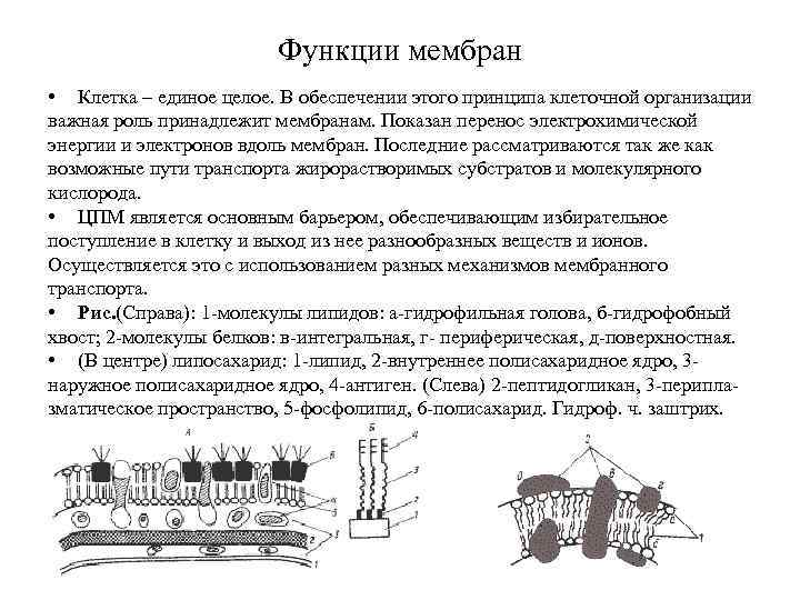 Функции мембран • Клетка – единое целое. В обеспечении этого принципа клеточной организации важная