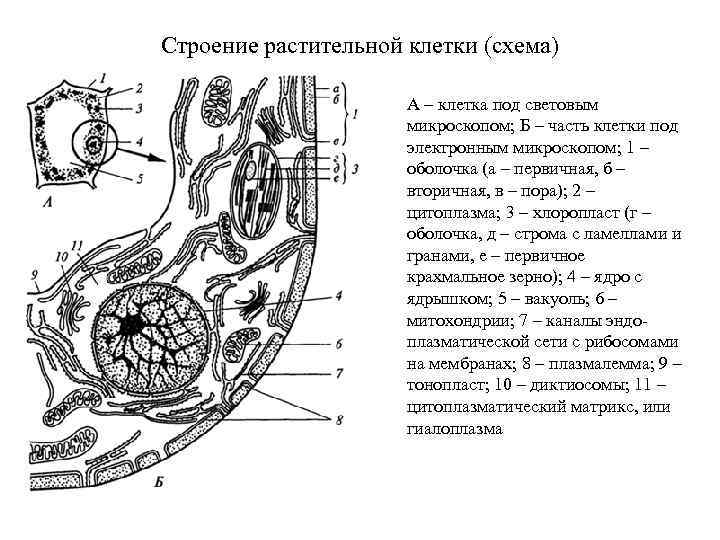 Строение растительной клетки (схема) А – клетка под световым микроскопом; Б – часть клетки