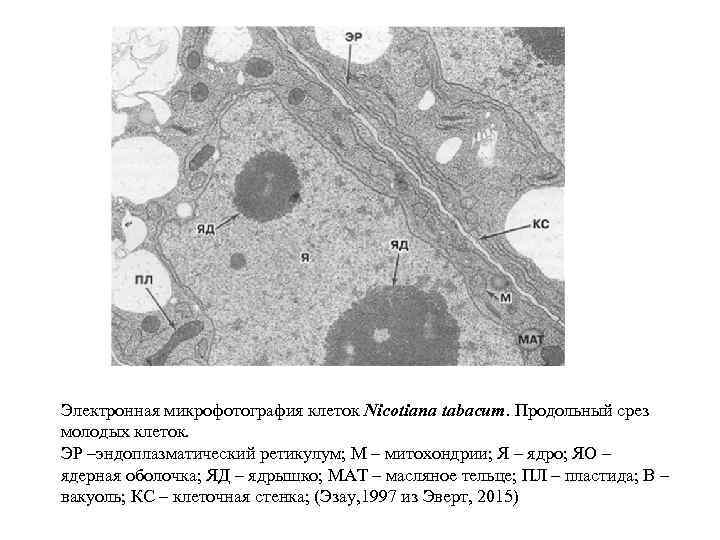 Электронная микрофотография клеток Nicotiana tabacum. Продольный срез молодых клеток. ЭР –эндоплазматический ретикулум; М –