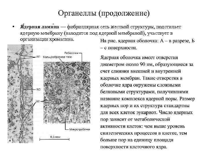 Органеллы (продолжение) • Я дерная лами на — фибриллярная сеть жесткой структуры, подстилает ядерную