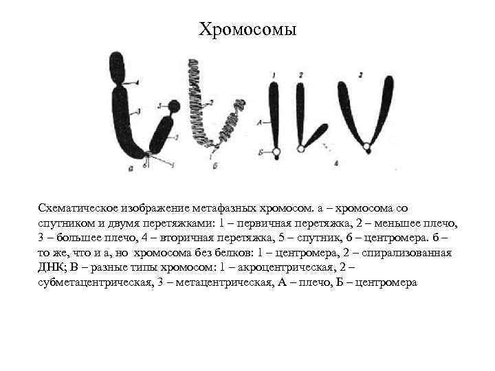 Хромосомы Схематическое изображение метафазных хромосом. а – хромосома со спутником и двумя перетяжками: 1