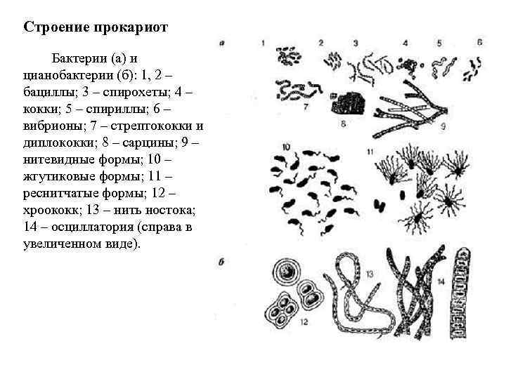 Строение прокариот Бактерии (а) и цианобактерии (б): 1, 2 – бациллы; 3 – спирохеты;