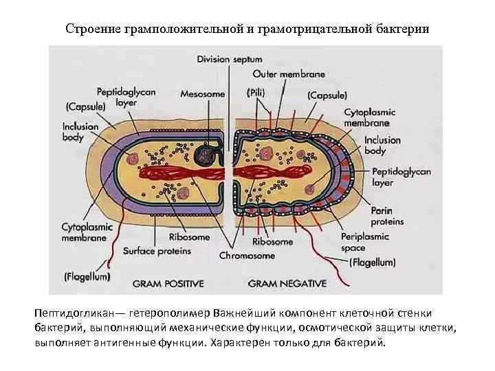Строение грамположительной и грамотрицательной бактерии Пептидогликан— гетерополимер Важнейший компонент клеточной стенки бактерий, выполняющий механические