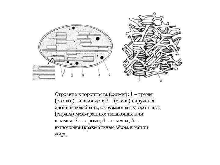 Какой цифрой на рисунке показан органоид содержащий крупные крахмальные зерна