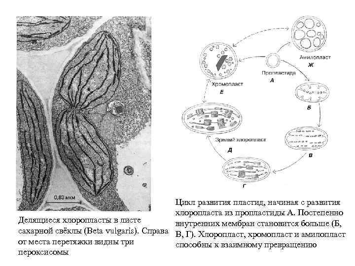 Цикл развития пластид, начиная с развития хлоропласта из пропластиды А. Постепенно Делящиеся хлоропласты в