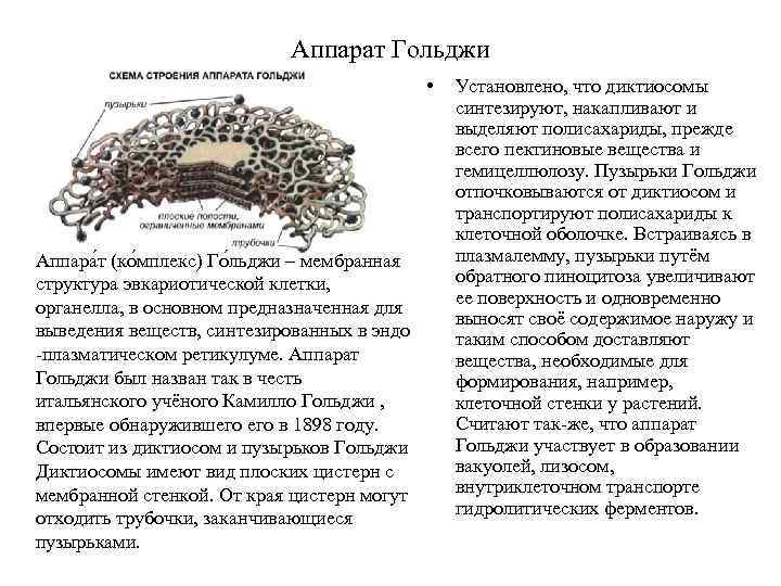 Аппарат Гольджи • Аппара т (ко мплекс) Го льджи – мембранная структура эвкариотической клетки,