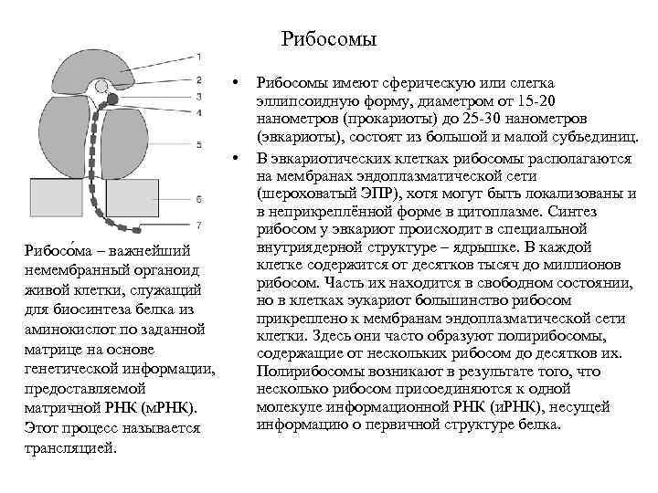 Синтез рибосом происходит в. Классификация рибосом. Структурная организация рибосом. Рибосомы функции в процессе. Рибосома процесс.